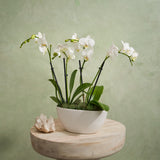 The Neutral Orchids