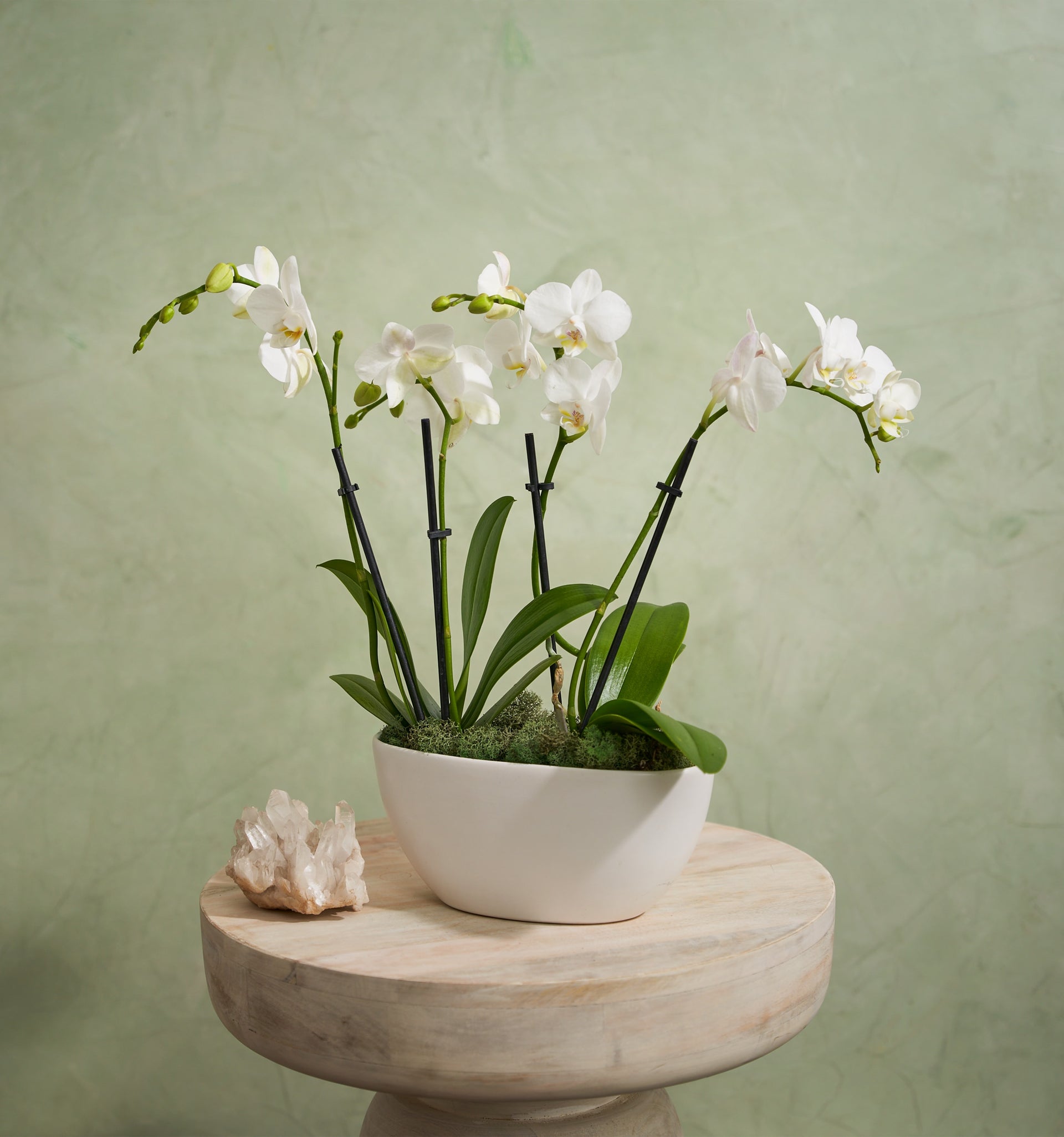 The Neutral Orchids | UrbanStems Flower Delivery, image size:1920x2051