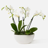 The Neutral Orchids