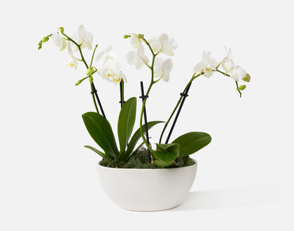 The Neutral Orchids