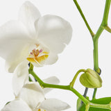 The Neutral Orchids