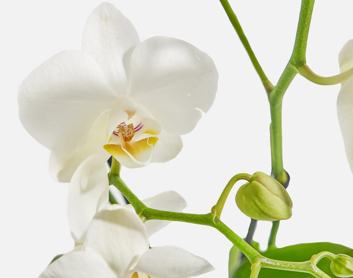 The Neutral Orchids