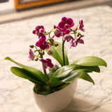 The Orchid Garden