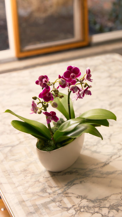 The Orchid Garden