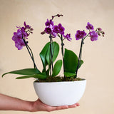 Potted purple orchid plant held by a hand against a beige background