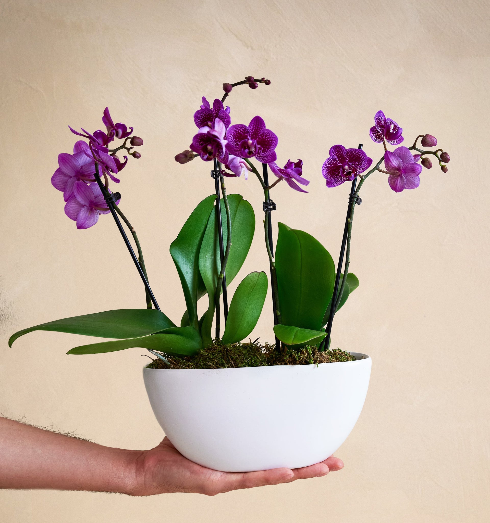 The Orchid Garden