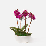 The Orchid Garden