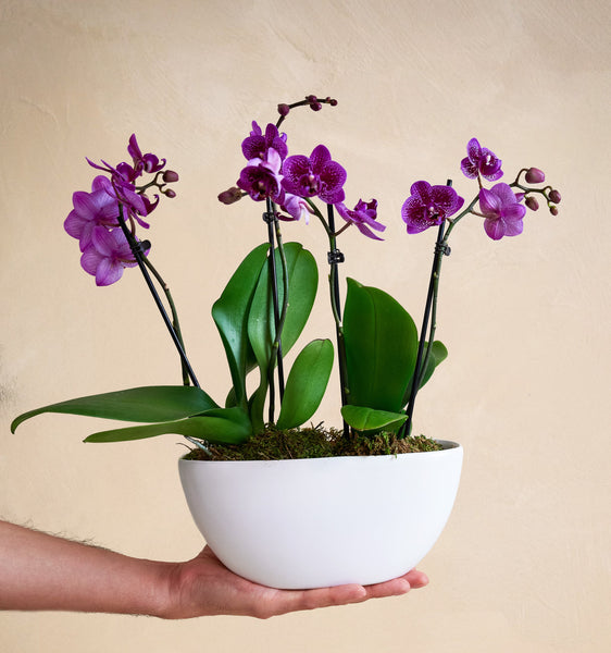 The Orchid Garden | UrbanStems Flower Delivery