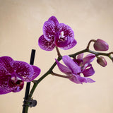 Purple orchid flower on a beige background