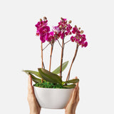 The Orchid Garden