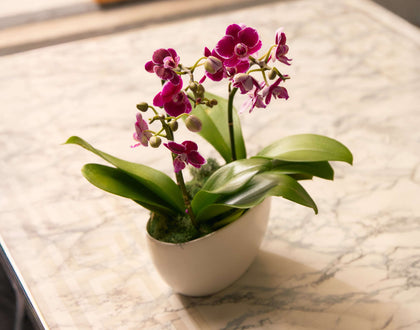 Substrato Per Orchidee Flower 20L – Miscela Di Corteccia, Fibra Di Cocco E Argilla - 5