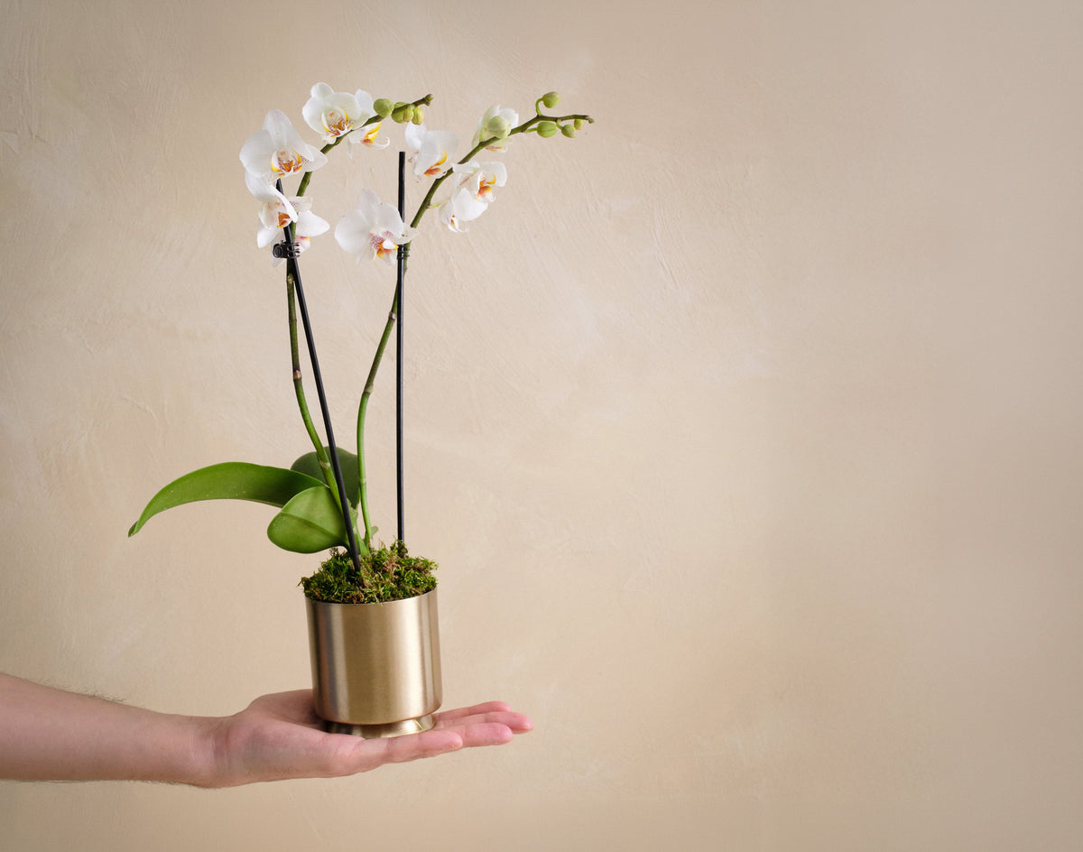 orchid plant in a pot The Orchid Luxe