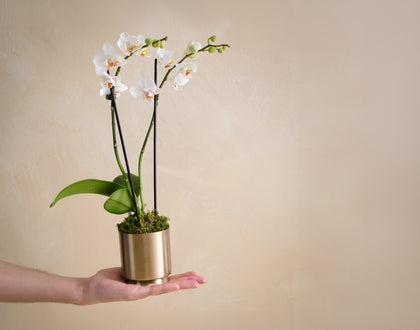 luxury pot plants White Orchid - The Luxe