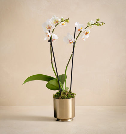 pot plant flower delivery White Orchid - The Luxe