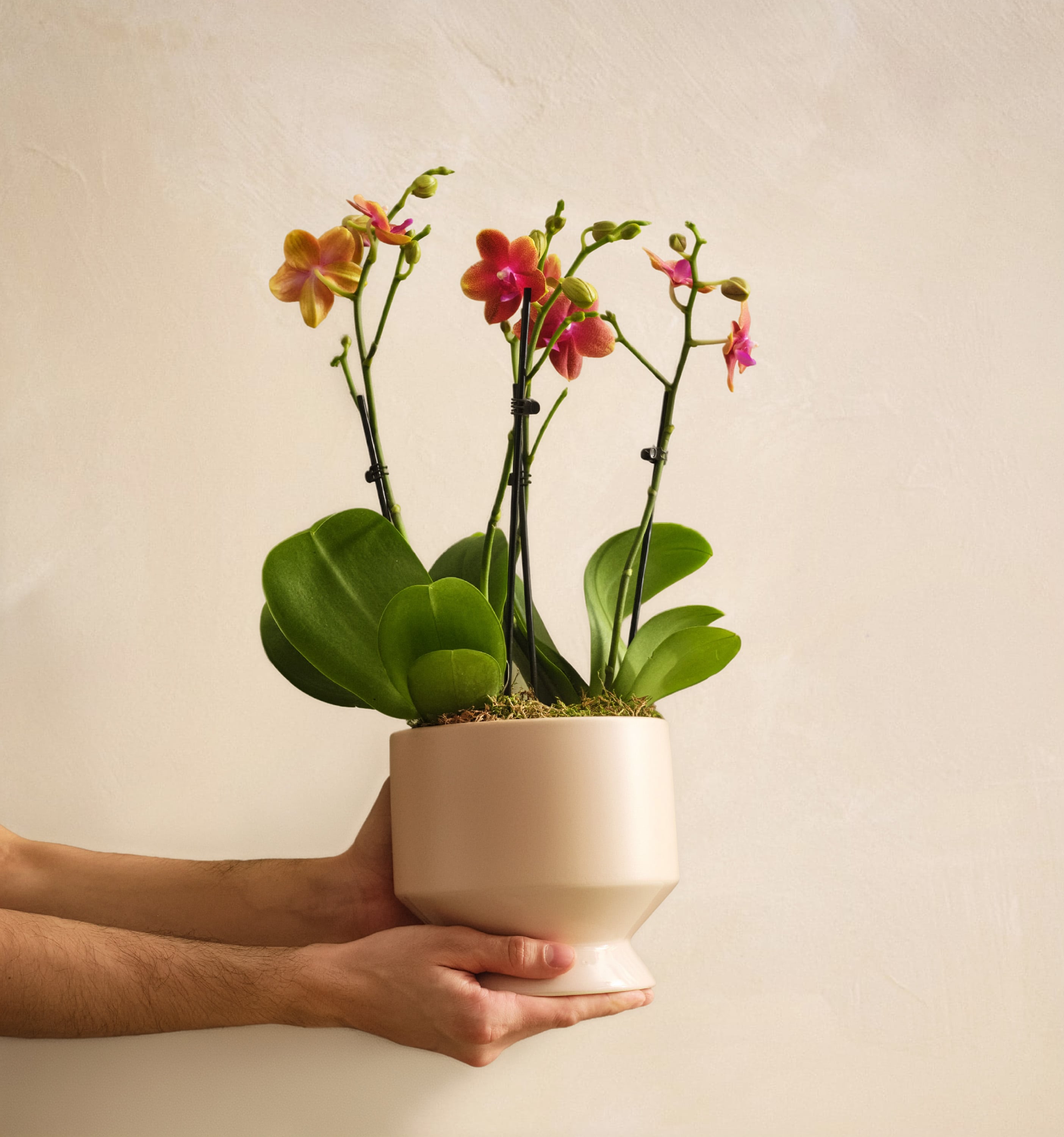 The Peachy Keen | UrbanStems Flower Delivery