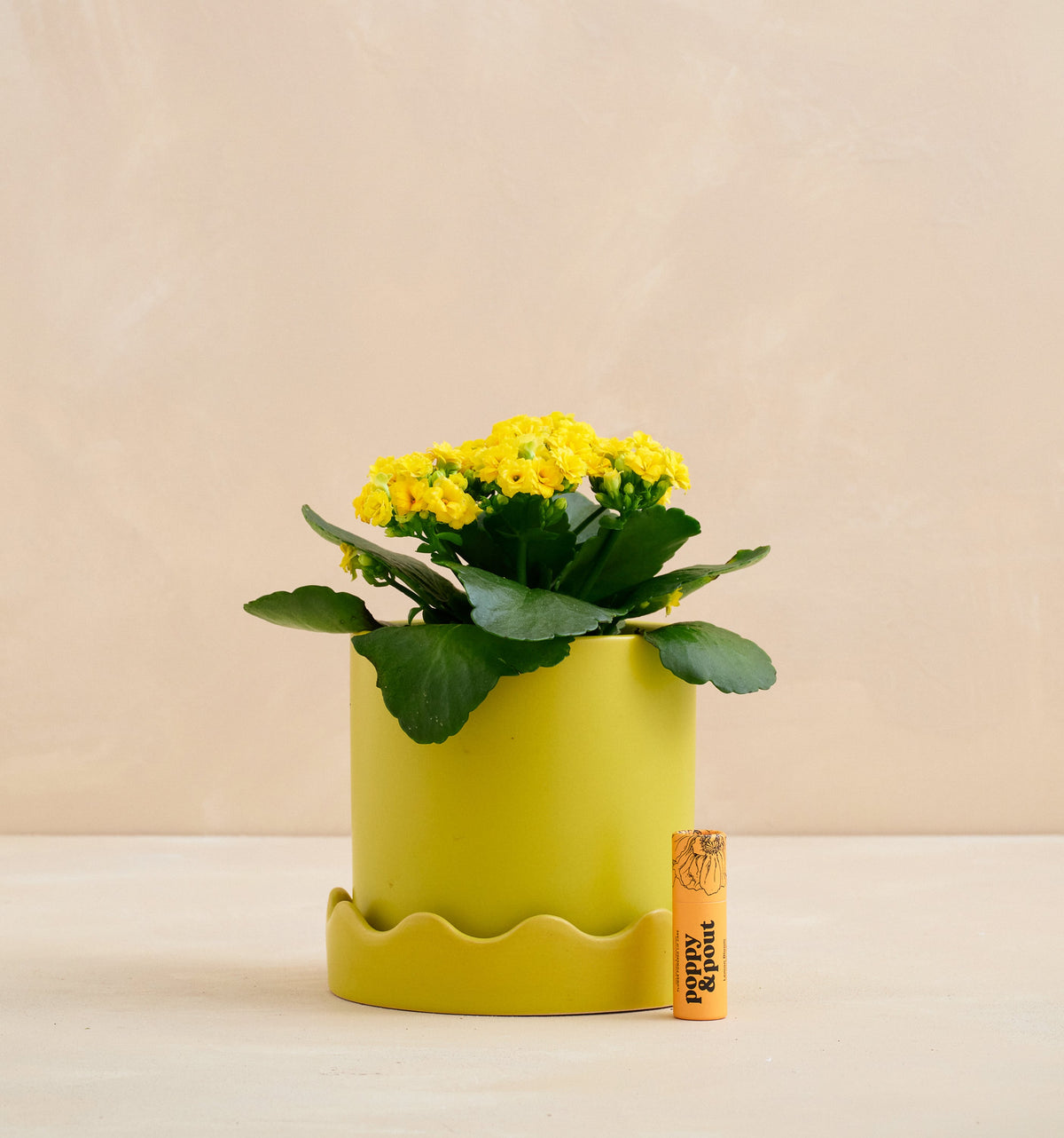 Yellow potted plant with green leaves on a beige background