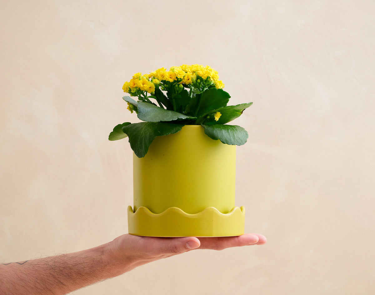 Hand holding a small potted plant with yellow flowers against a beige background