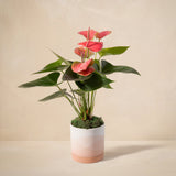 urbanstems air plant The Renewal