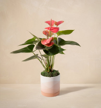 potted plants delivery near me Pink Flowering Plant - The Renewal
