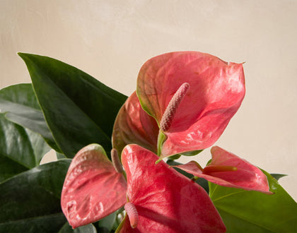 anthurium background The Renewal