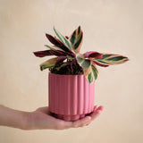 Hand holding a pink pot with a colorful plant against a beige background