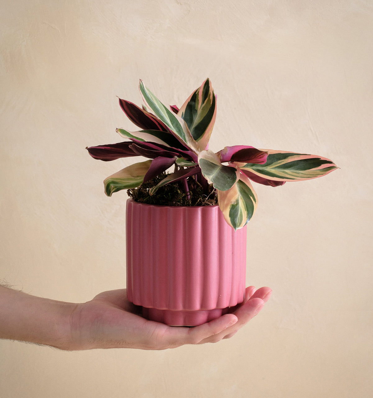 pink pot plant The Sunburn