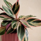 Variegated houseplant in a pink pot against a plain background