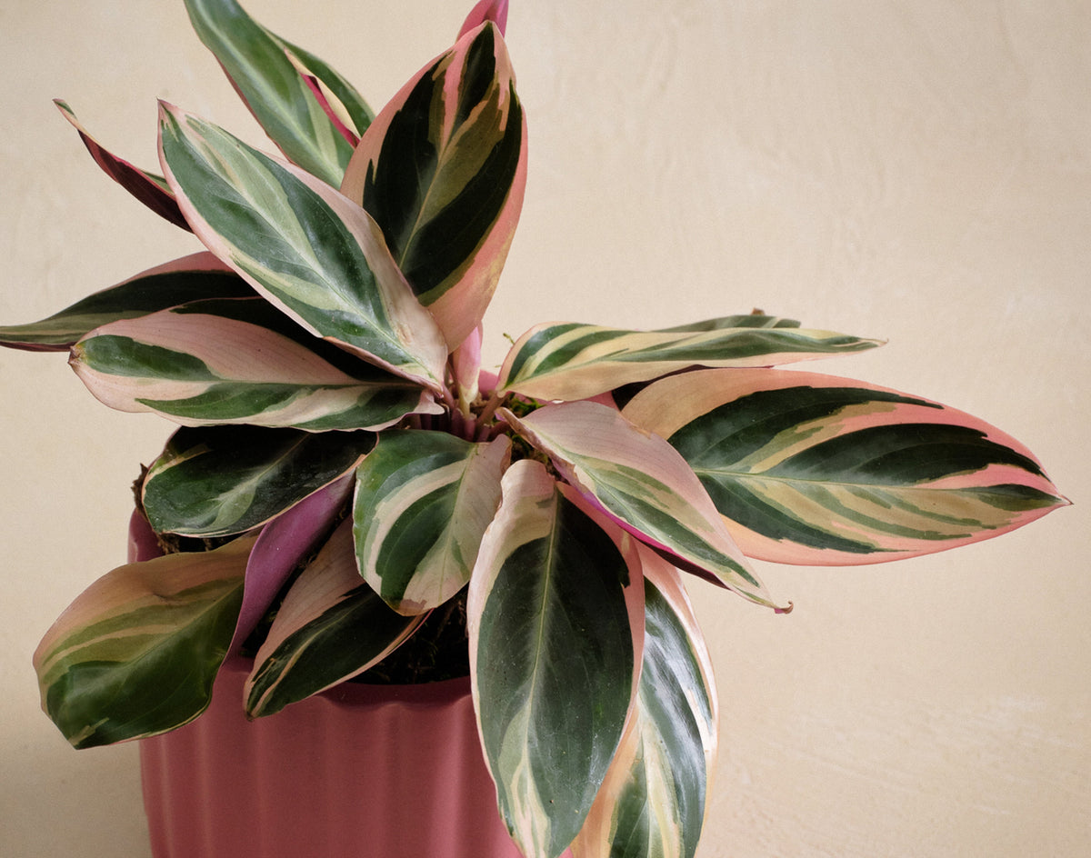 house plants with pink stems The Sunburn