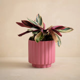 Pink ribbed planter with a leafy plant on a beige background