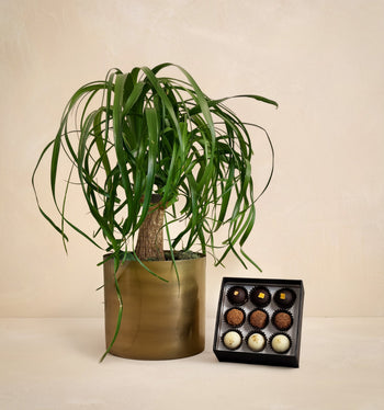 urbanstems air plant The Renewal