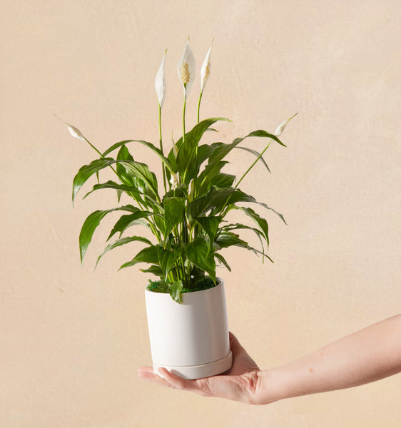 small plant in white pot The Serenity