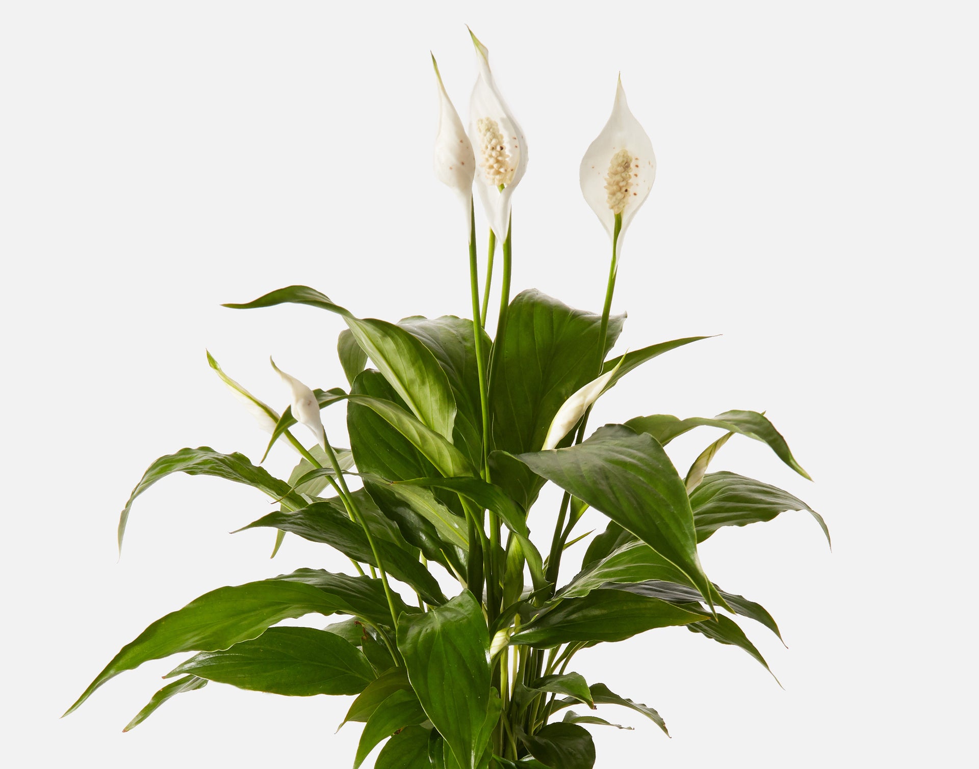peace lily bent stems The Serenity