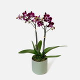 The Signature Orchid