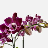 The Signature Orchid