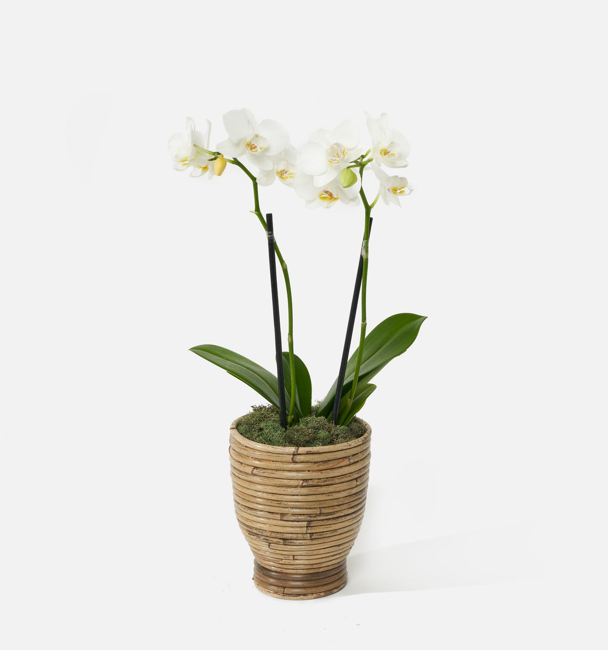The Orchid Simplicity
