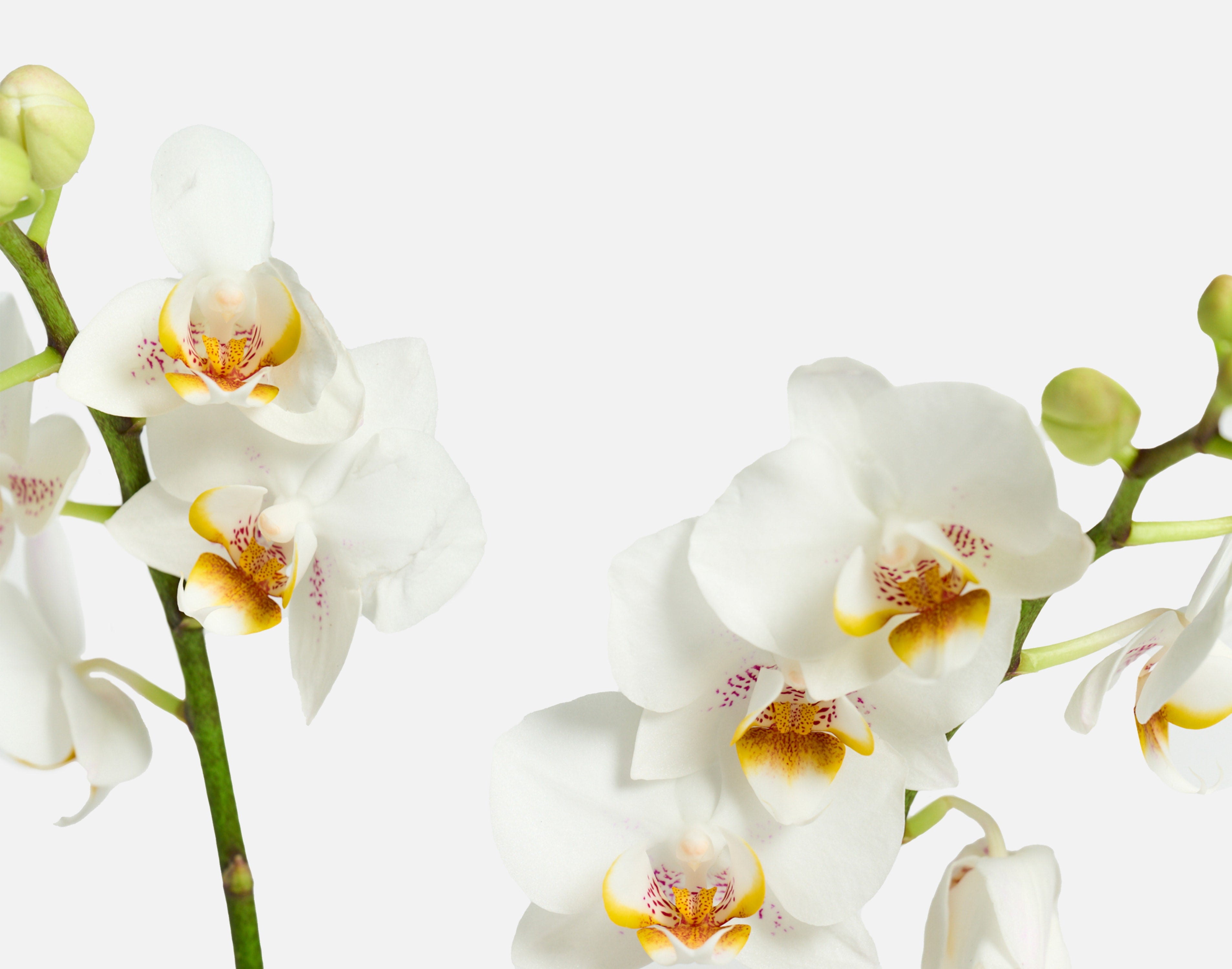 The Orchid Luxe | UrbanStems Flower Delivery