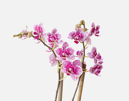 The Orchid Romance