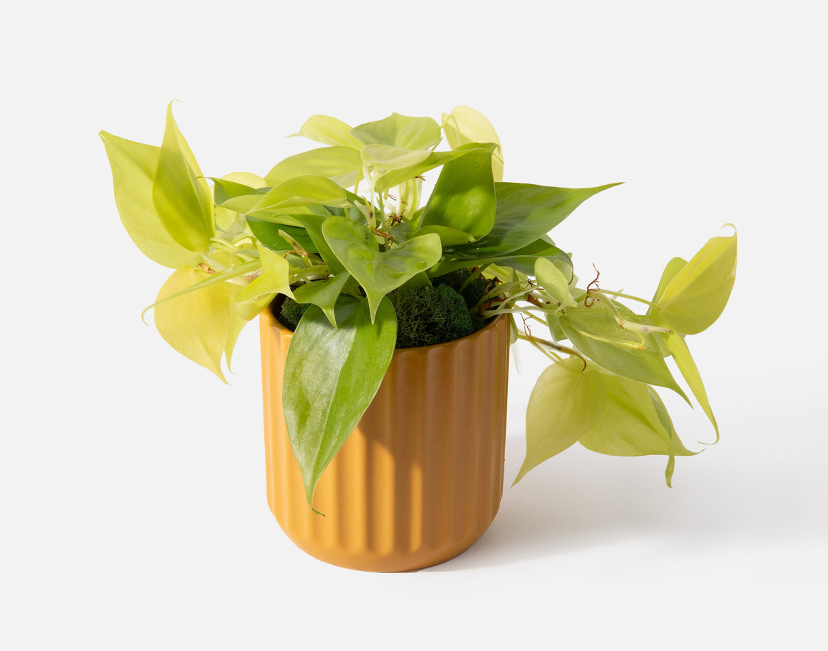 philodendron lemon lime flower The Golden