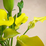The Sunshine Callas