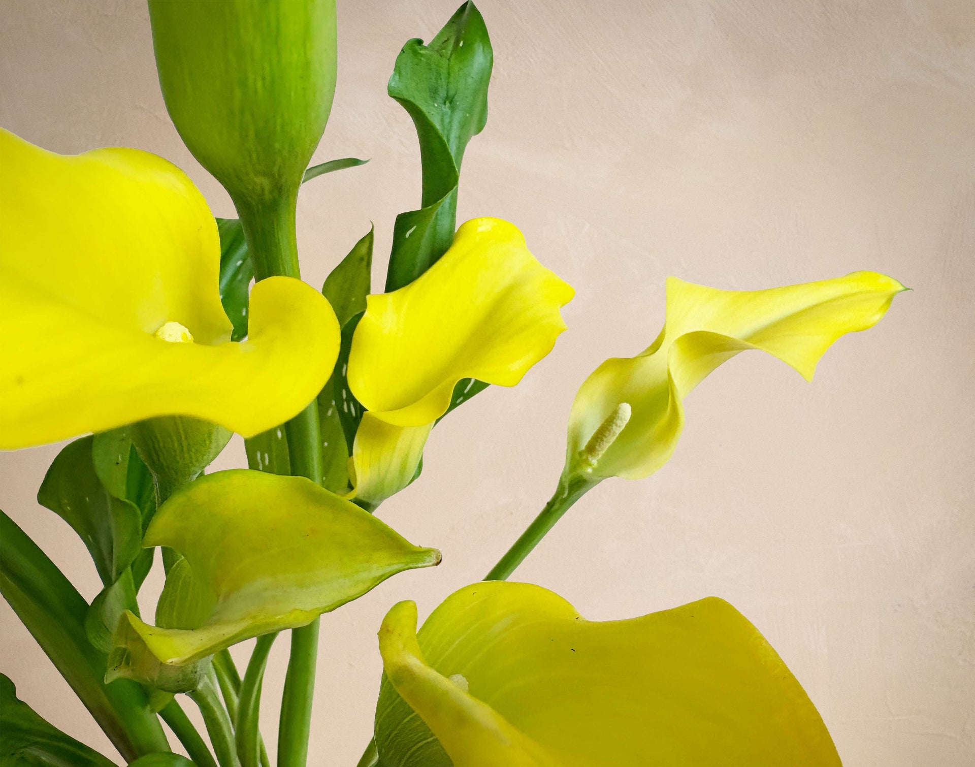 calla lily plant yellow leaves The Sunshine Callas