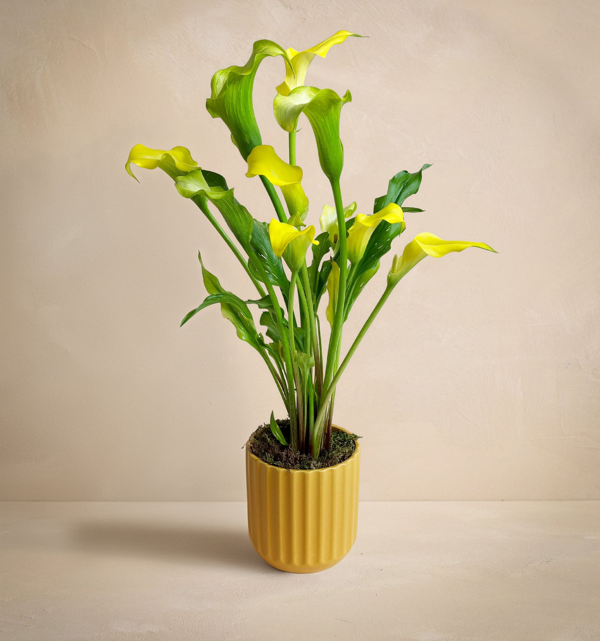 The Sunshine Callas