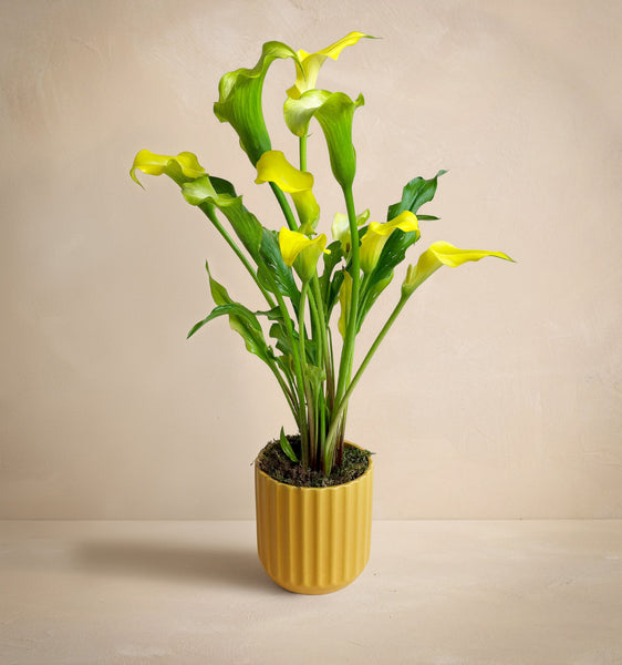 The Sunshine Callas