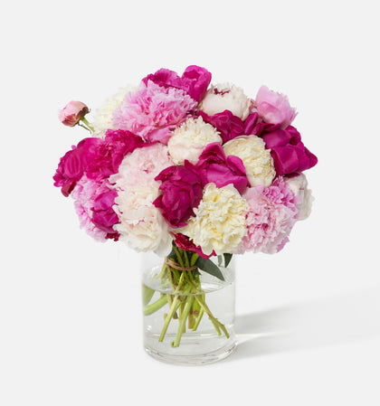 Triple The Alaskan Peony