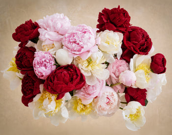 Triple The Alaskan Peony