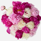 Triple The Alaskan Peony