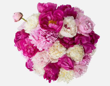 Triple The Alaskan Peony