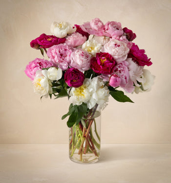 Triple the Grower's Choice Peony