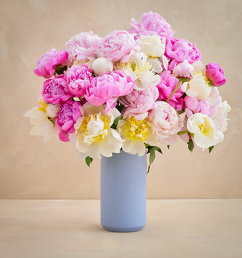 Triple the Grower's Choice Peony