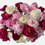 Triple the Grower's Choice Peony