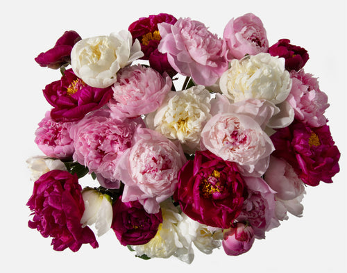 Triple The Grower's Choice Peony